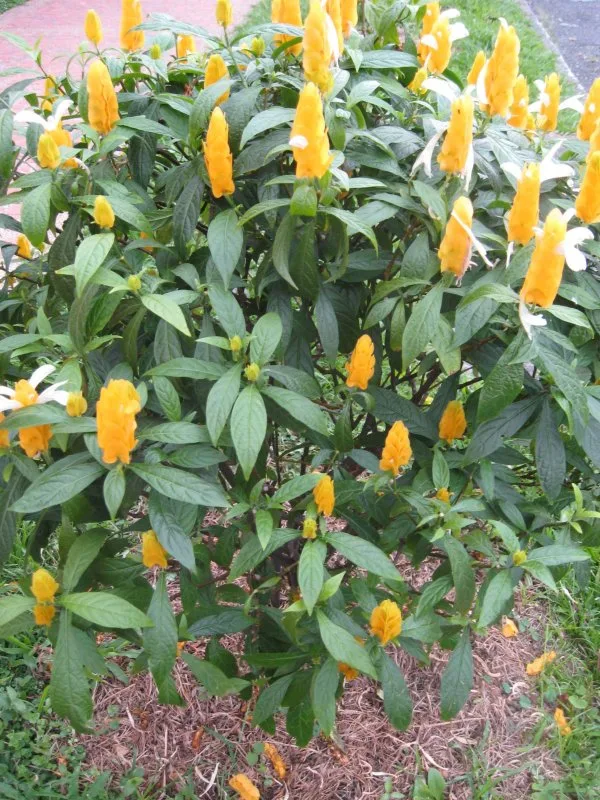 Planta Camarão Amarelo