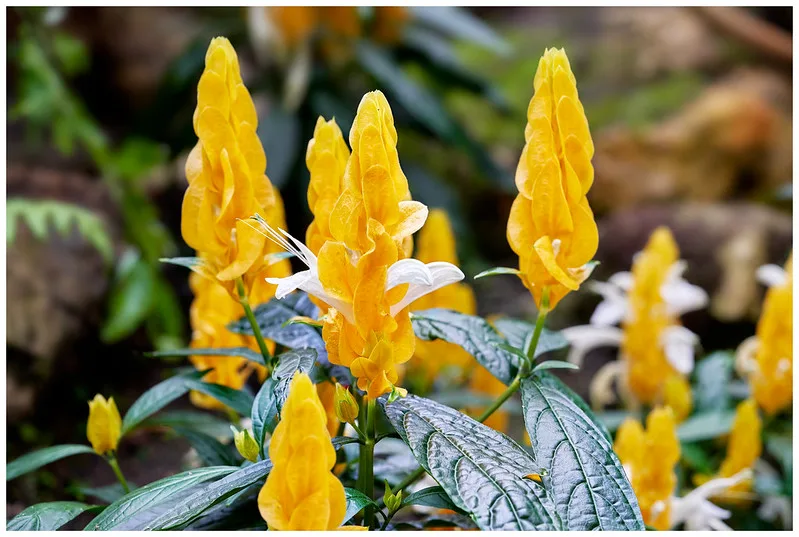 Planta Camarão Amarelo