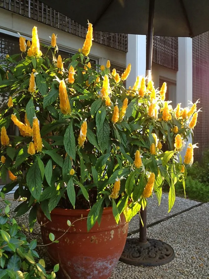 Planta Camarão Amarelo