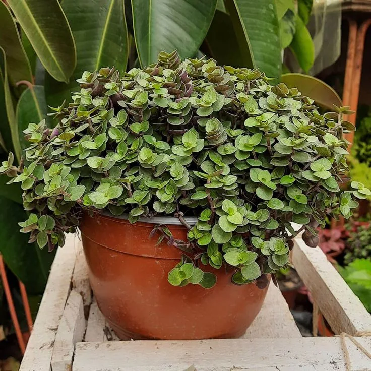 Planta Dinheiro em Penca