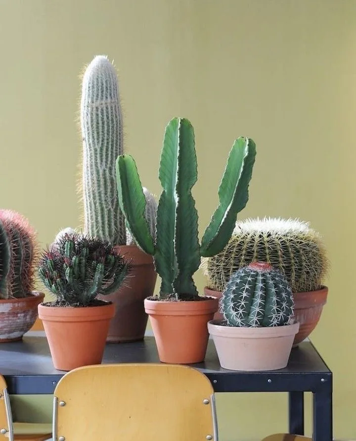 cactos