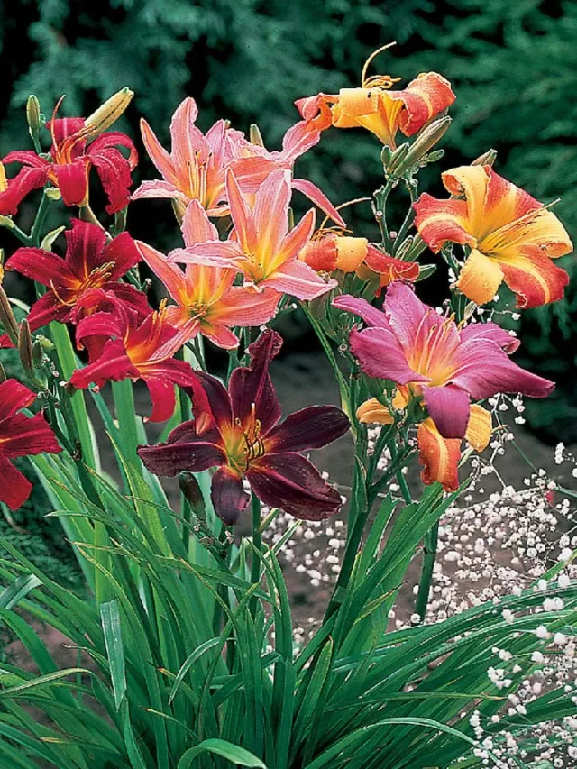 Hemerocallis 5