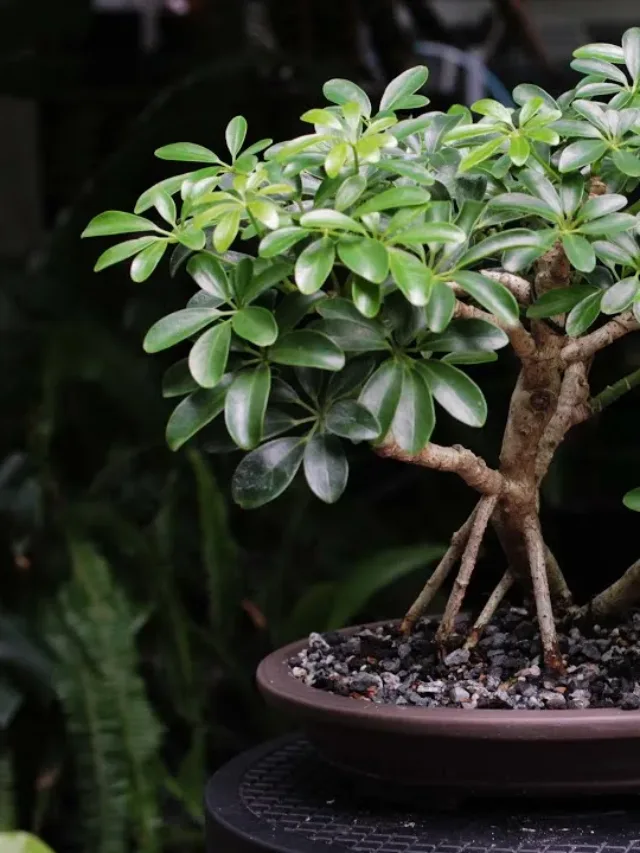 Schefflera-Arboricola-Bonsai-Importing-from-China