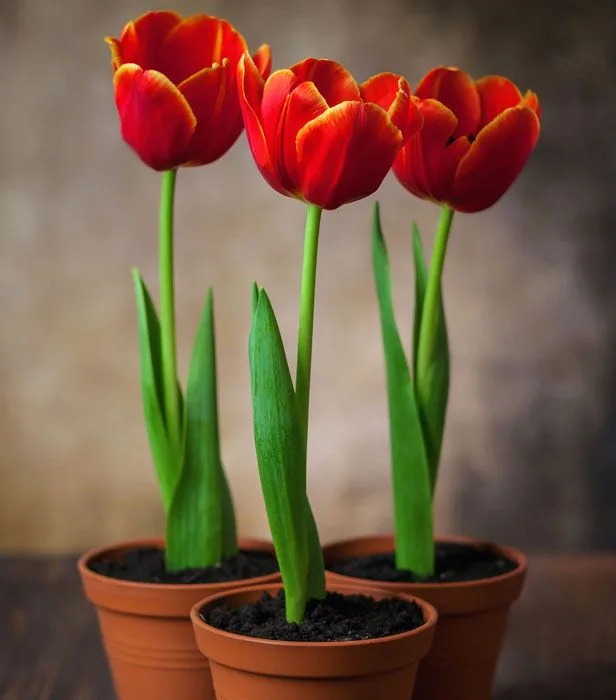 Significado da Tulipa