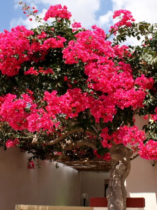 Bougainville (1)