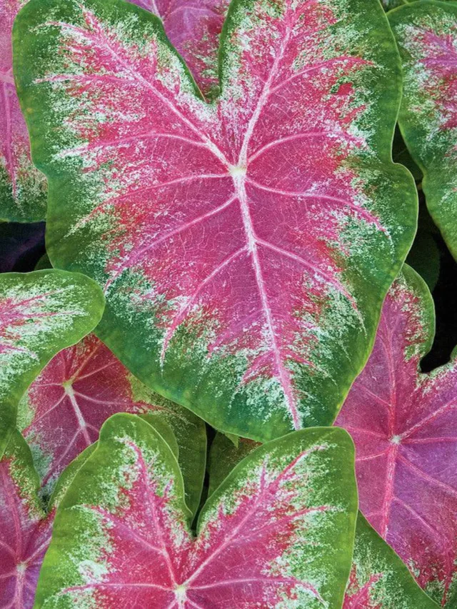 Caladiums-Pink-Caladium-Bulbs-Tropical-decorative-plants-from-South-America