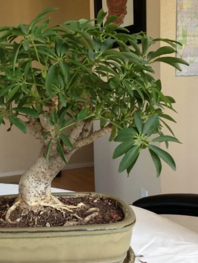 Growing-Hawaiian-Umbrella-Bonsai-Tree-indoor