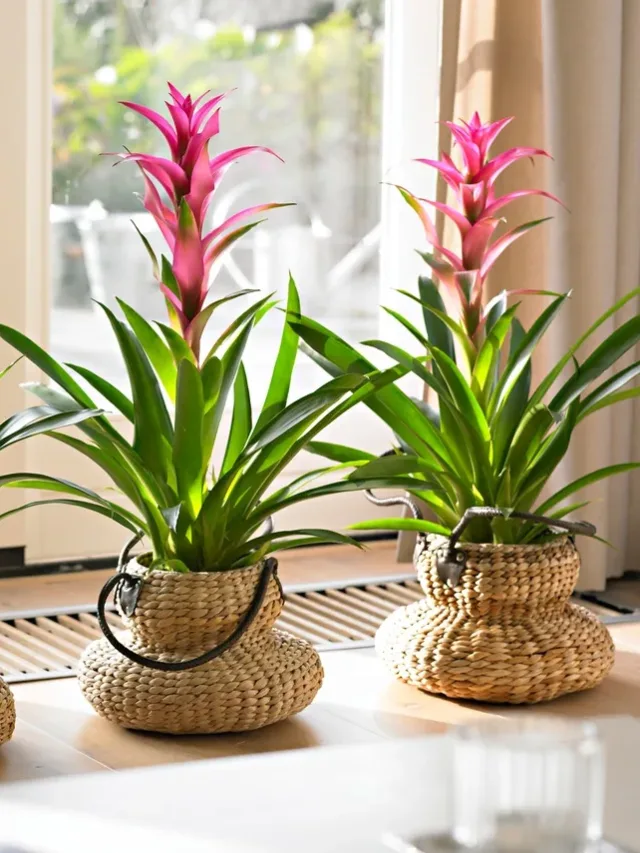 Guzmania Bromelien Q~ochtenen Körben.jpg