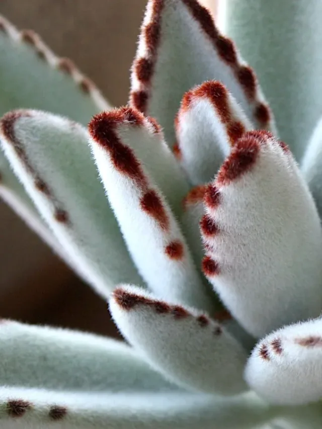 Kalanchoe-tomentosa-up-close