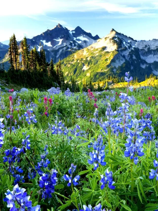 Spring-Landscapes-Wildflowers-and-the-Tatoosh-range-at-sunrise-Mt.-Rainier-National-Park-Washington-HD-Wallpaper-for-mobile-iphone-android-3840x2400-1