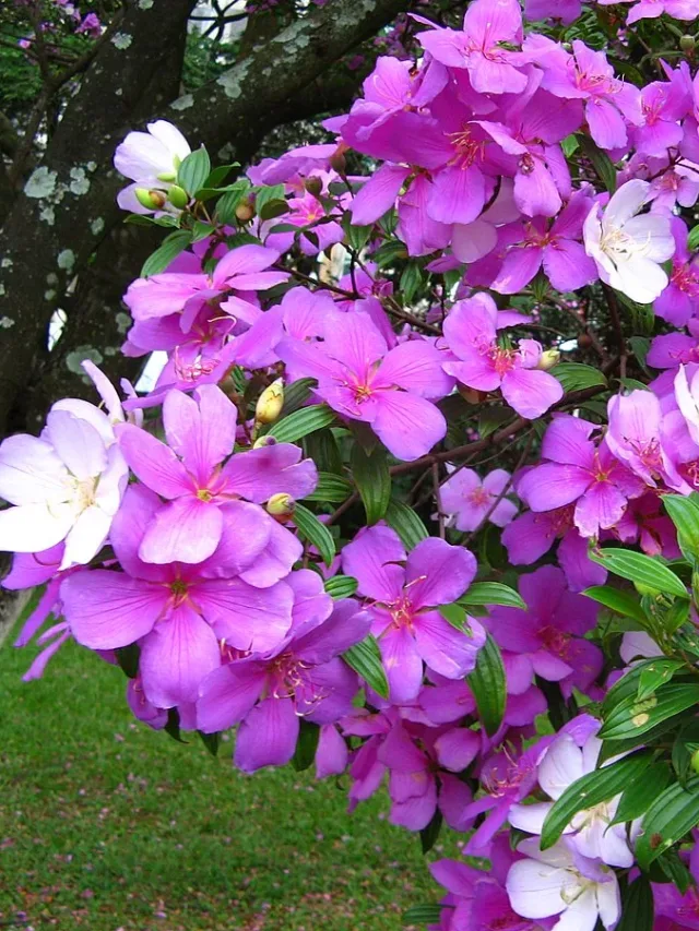 Tibouchina_mutabilis