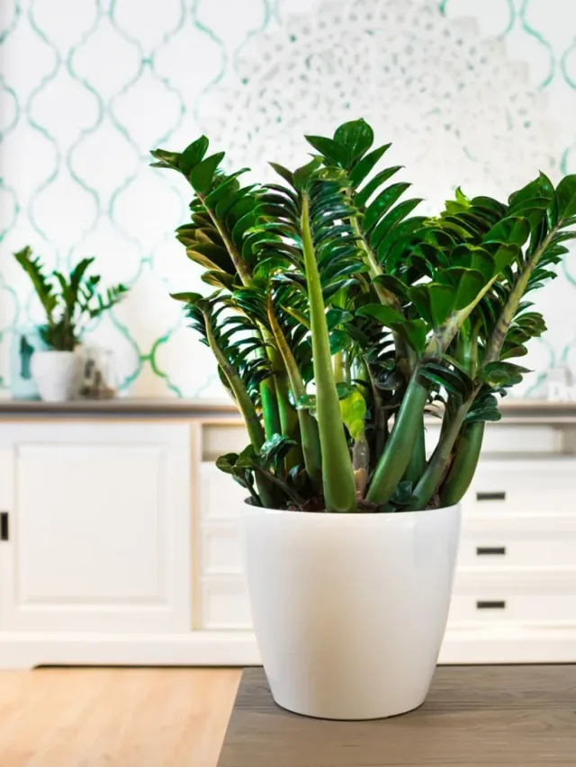 Zamioculcas-Wallpaper-Gallery