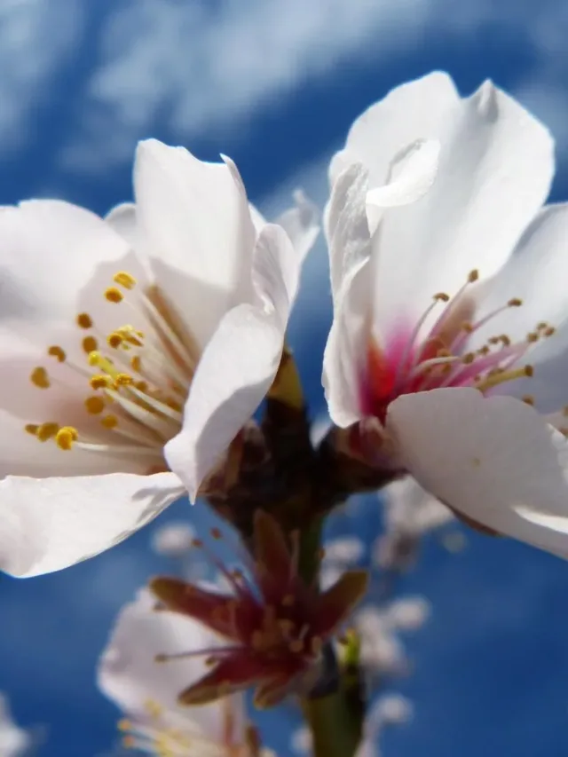 almond_flower_florir_sky