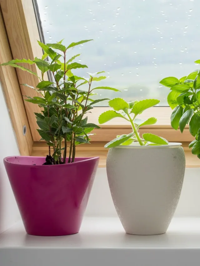 herbs-growing-pot-on-kitchen-window-636710671