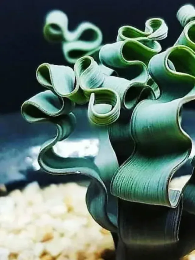 trachyandra-tortilis-succulent-640x534