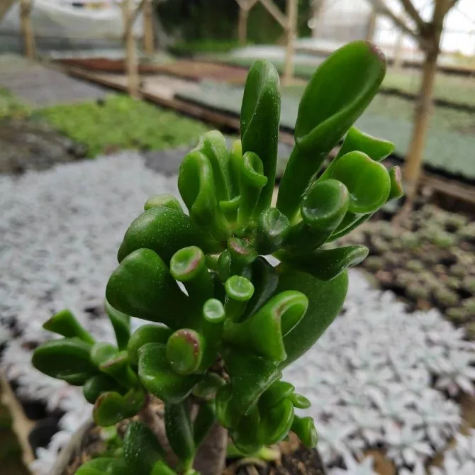 Gollum Jade Succulent