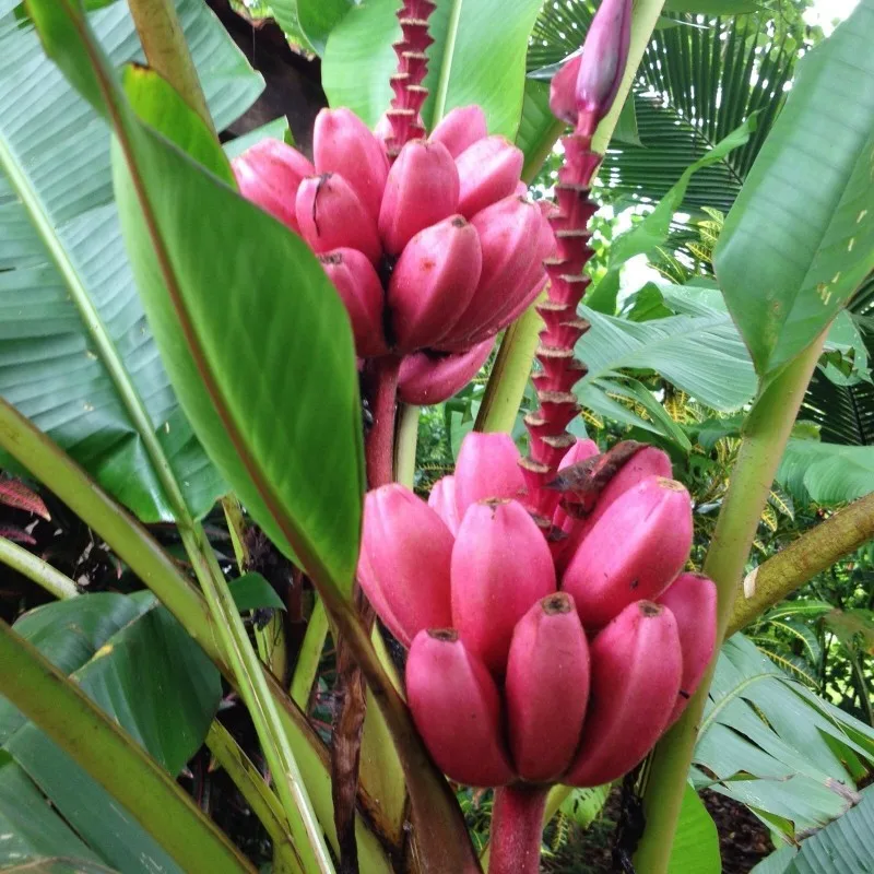 Bananeira Ornamental