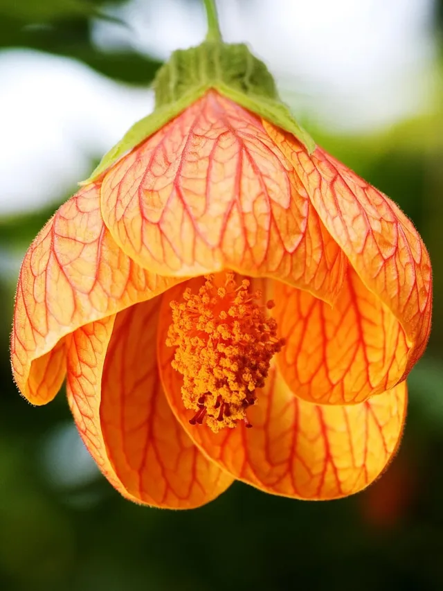 Abutilon_striatum08Nov06