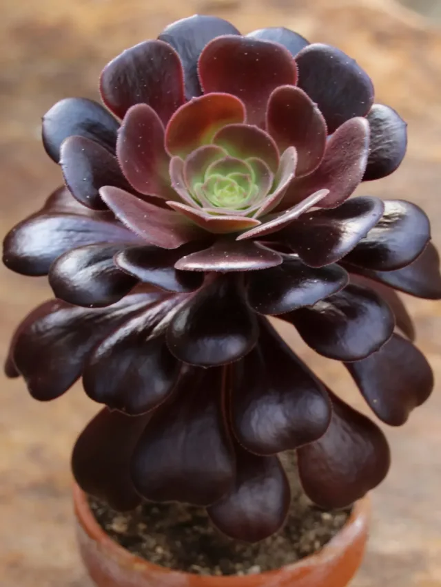 Aeonium-arboreum-atropurpureum-cv.-Blushing-Beauty