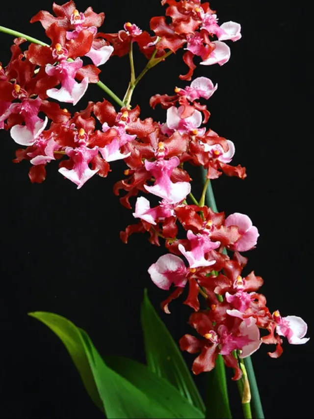 Anggrek_Oncidium_sharry_beby