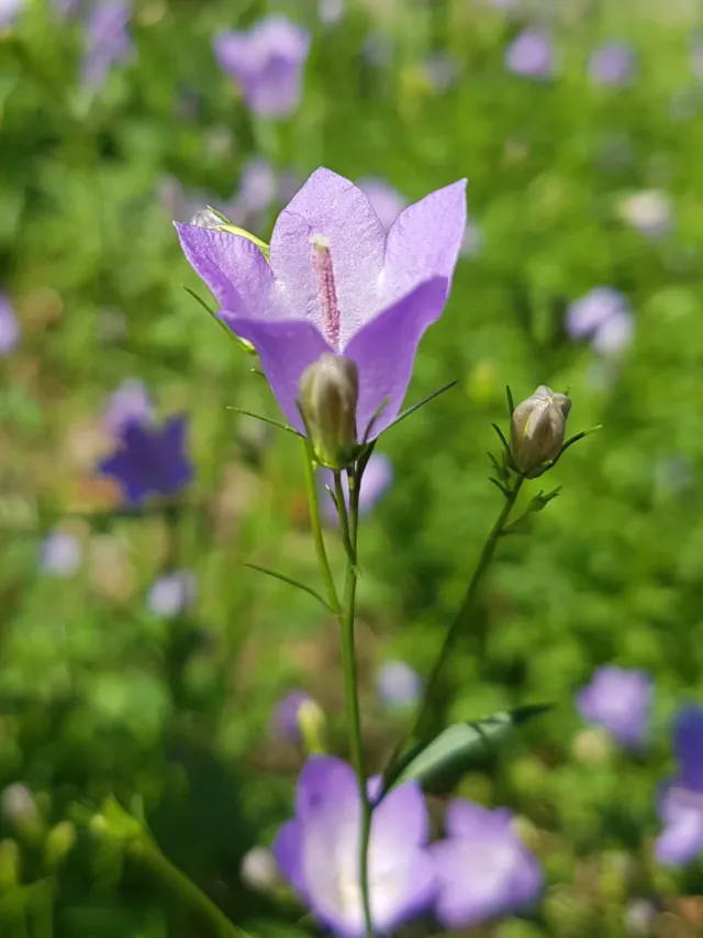 Campanula_rotundifolia_Blüte