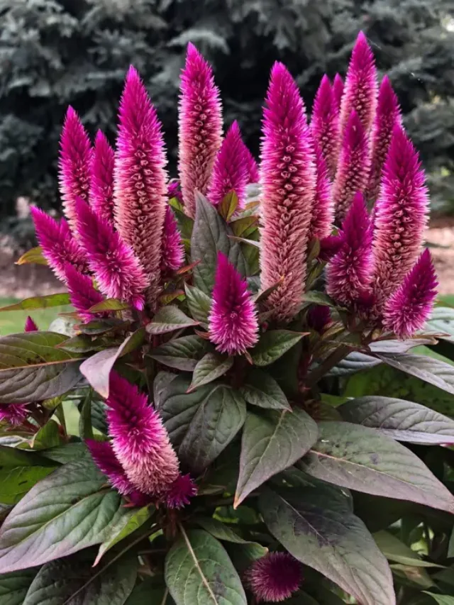 cropped-Celosia-caracas-is-edible-and-non-toxic-to-humans-and-animals.webp