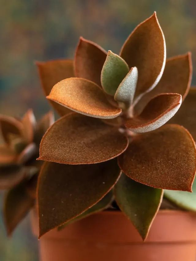 Kalanchoe-orgyalis-Copper-Spoons