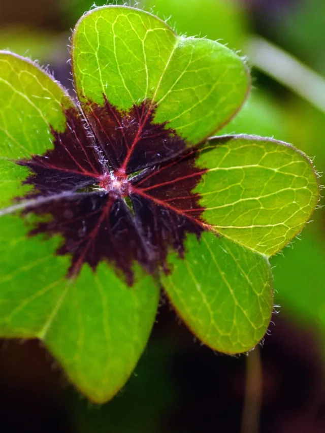 Oxalis_tetraphylla_Blatt