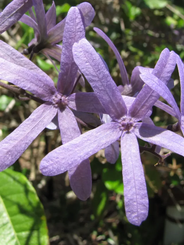 Petrea_flowers_-_Iao_Tropical_Gardens_of_Maui_(9286156507)