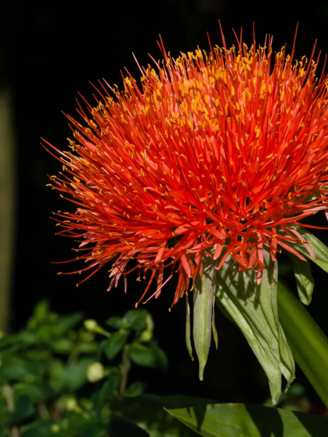 Scadoxus_multiflorus_Blutblume_01 (1)