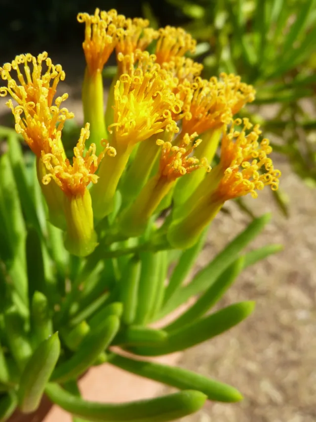 Senecio_barbertonicus,_winterblomme