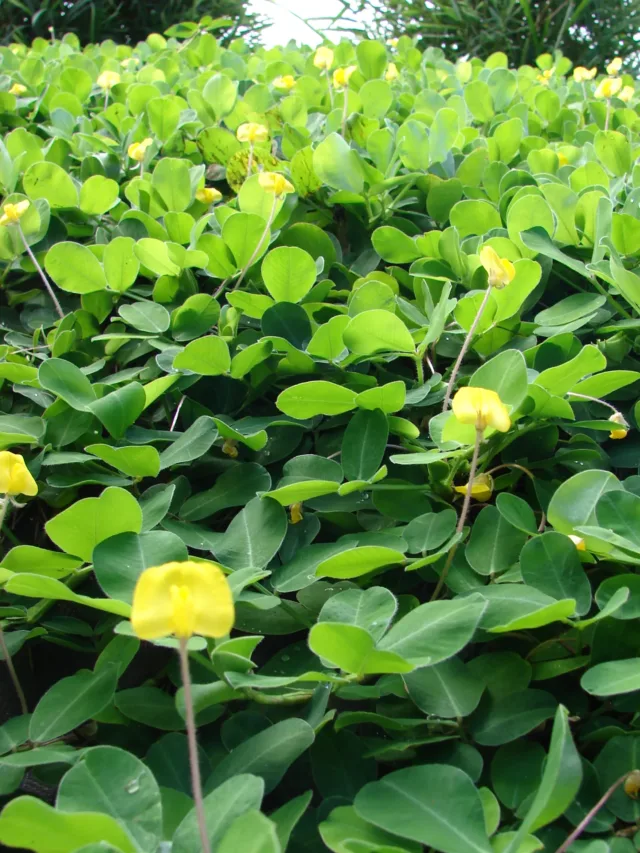 Starr-061109-1490-Arachis_pintoi-flowering_habit-Kokomo_Rd_Haiku-Maui_(24842515106)