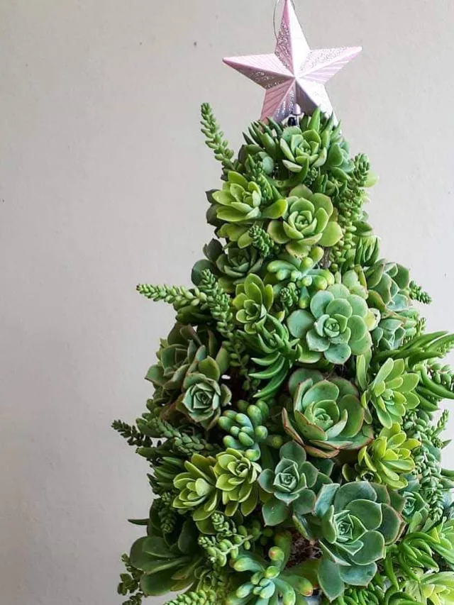 Succulent-Christmas-tree.