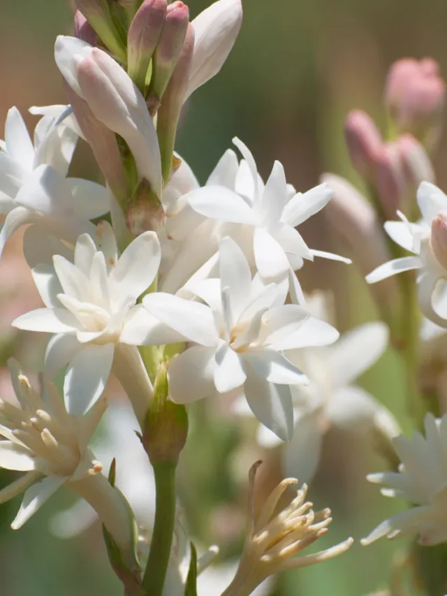 Tuberose-Polianthus-Image1-1