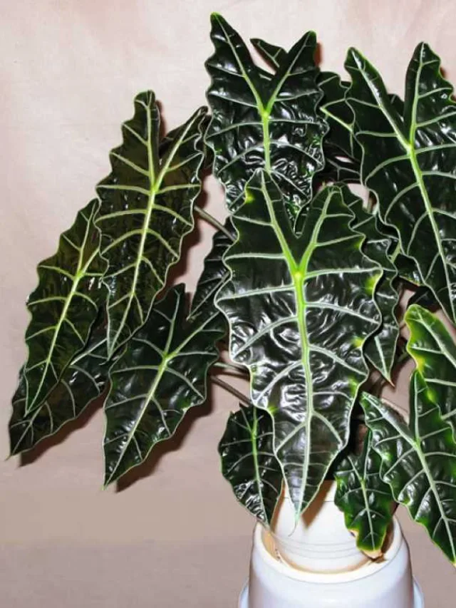 alocasia-amazonica