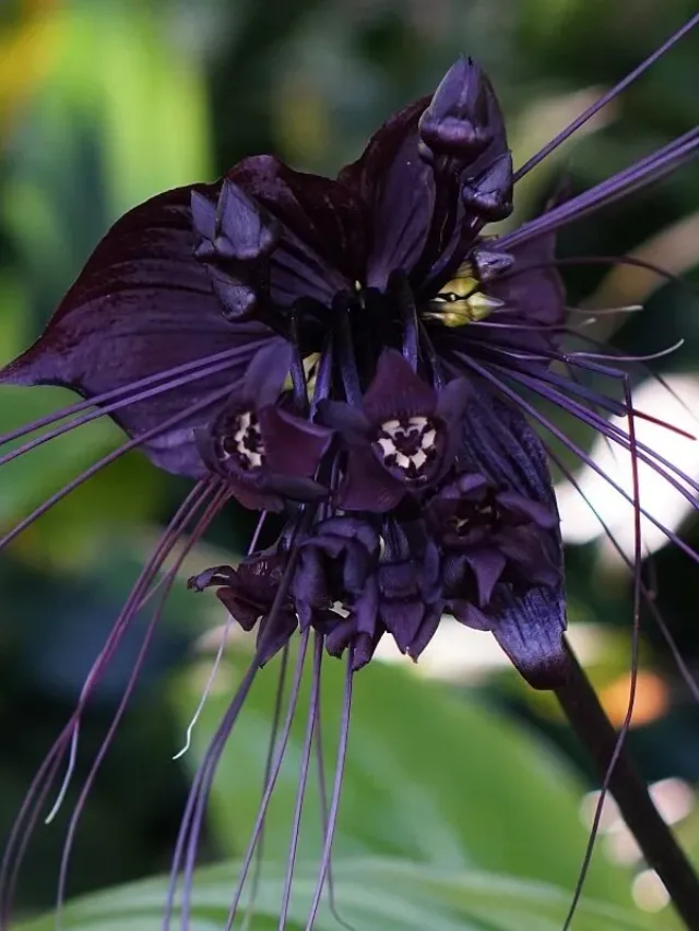 black-bat-flower