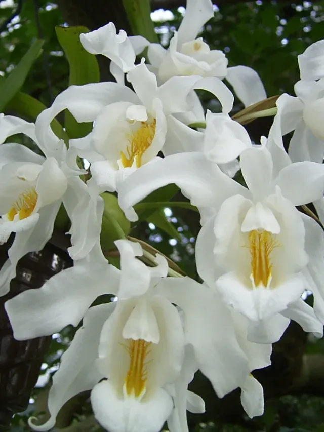 coelogyne_cristata_2