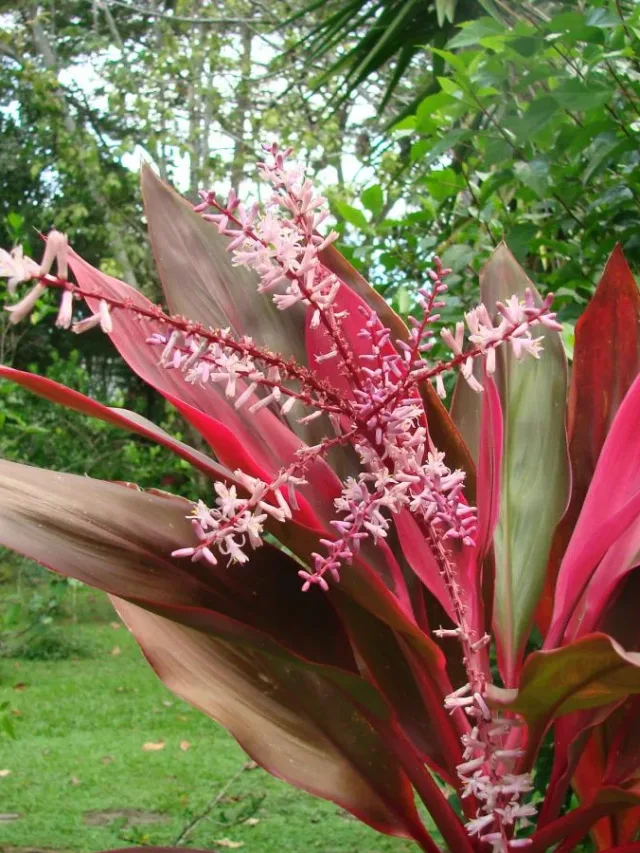 cordyline-fruticosa-en-flor