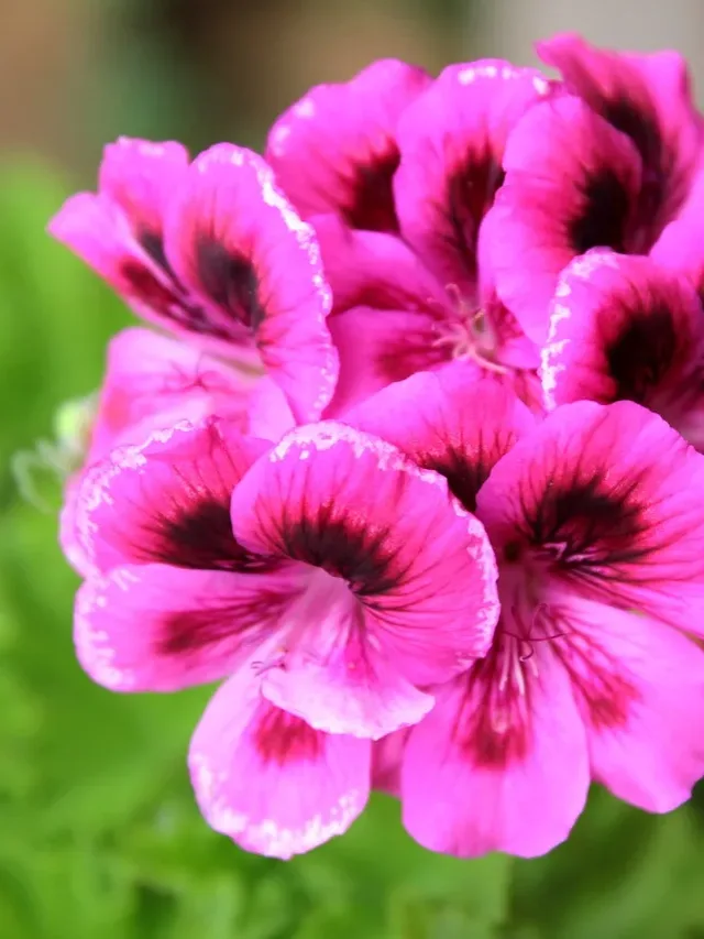 geranium-5298772_1280