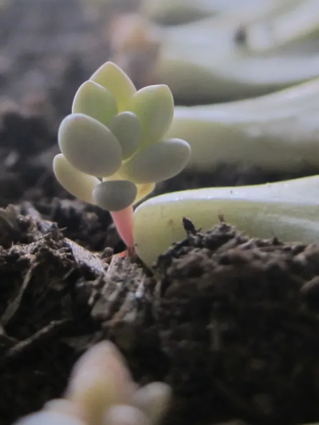 succulent-leaf-baby-plants-how-to-propagate-succulents-from-leaves-and-cuttings-needlesandleaves_net