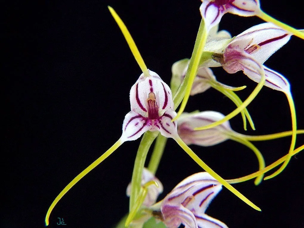 Orquídea Masdevallia