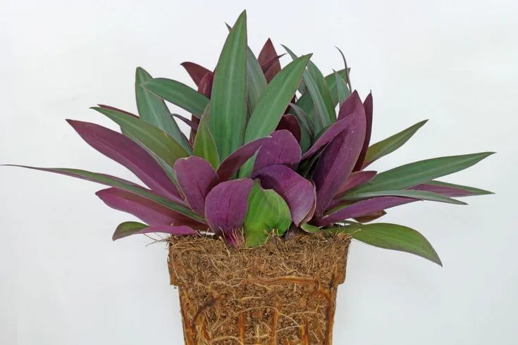 Purple Oyster Plant