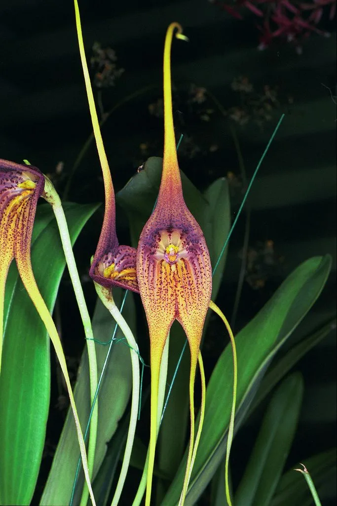 Orquídea Masdevallia