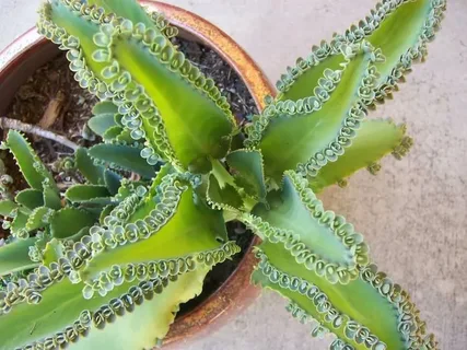 Mother of Thousands Succulent