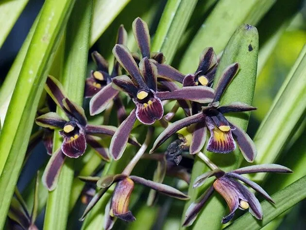 Orquídeas Cymbidium Aloifolium