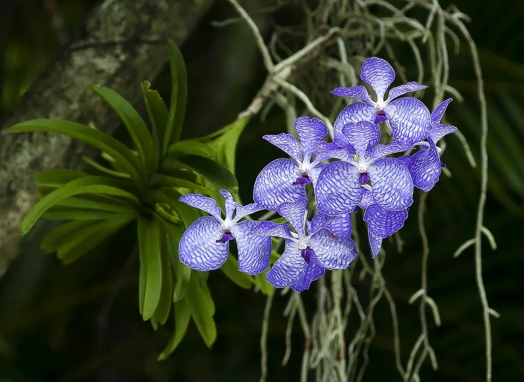 Orquídea Vanda Coerulea