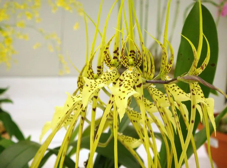 Orquídea Aranha (Brassia)