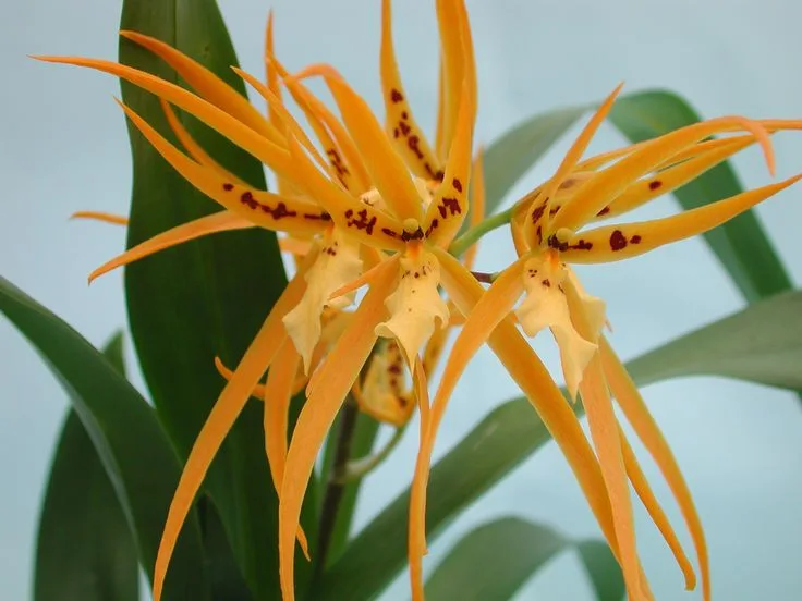 Orquídea Aranha (Brassia)
