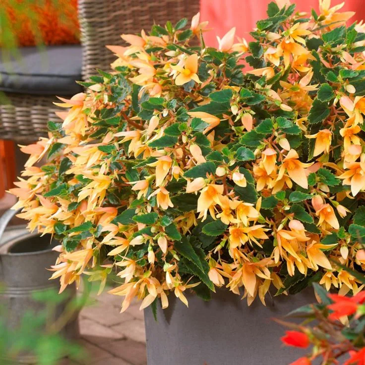 Begonia boliviensis Begônia Santa Cruz