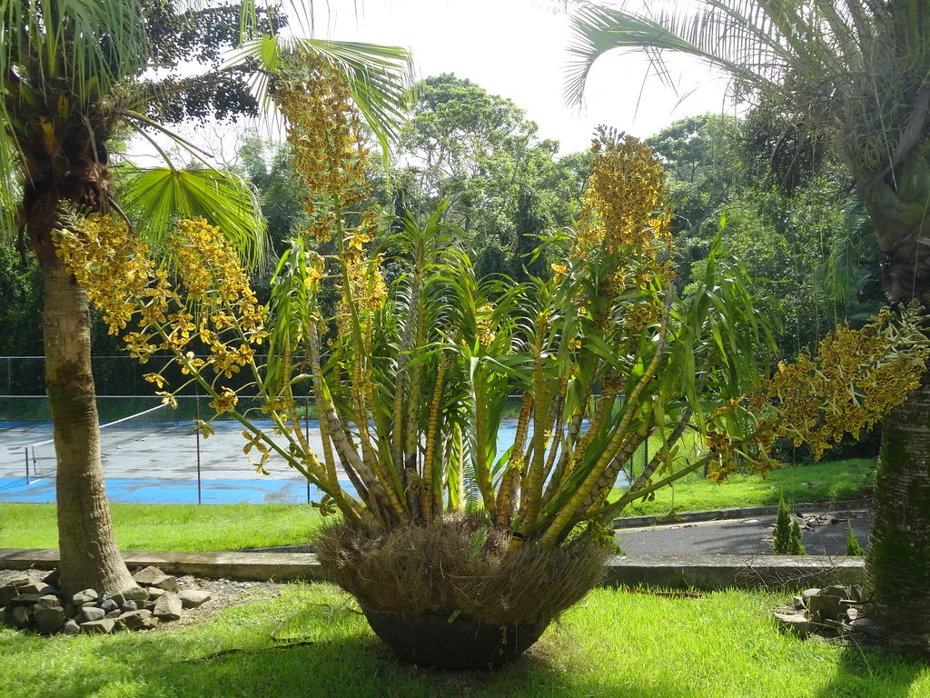 Rainha das Orquídeas Grammatophyllum speciosum